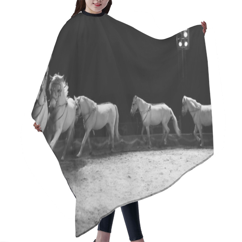 Personality  Horses During Training Before Performance Hair Cutting Cape