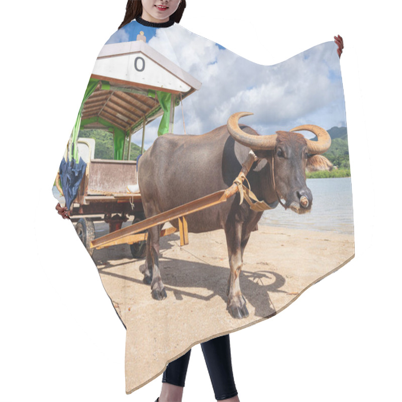 Personality  Water buffalo cart on Yubu Island, Okinawa, Japan. hair cutting cape