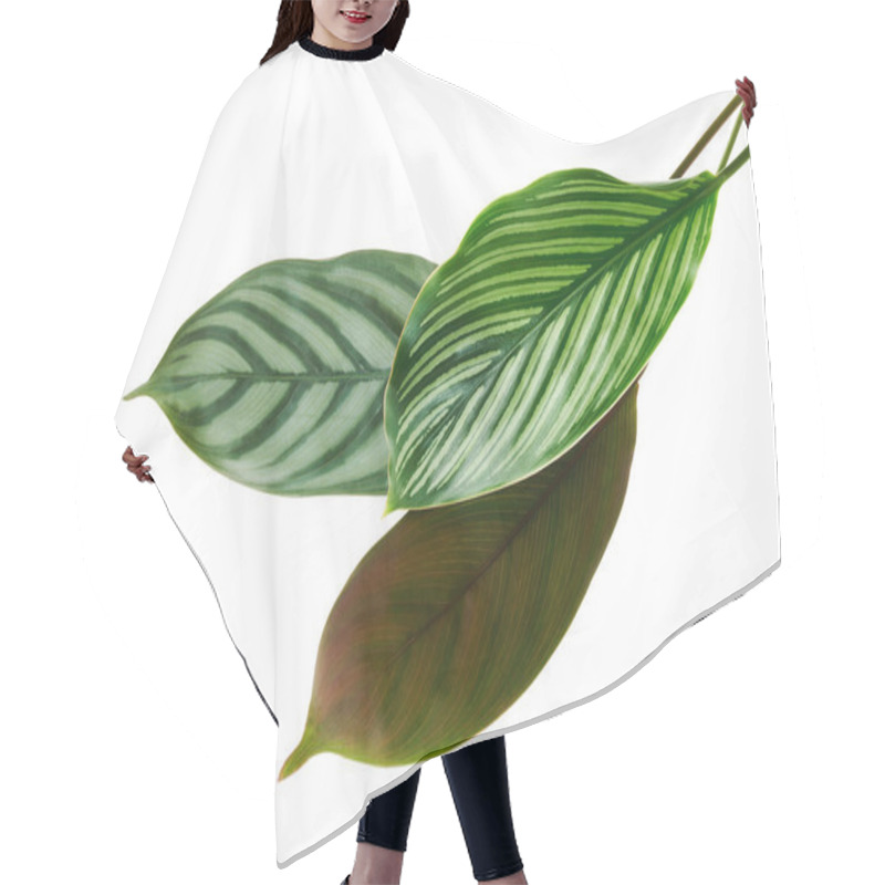 Personality  Calathea Vittata And Calathea Setosa Leaves, Green Leaves, Tropical Foliage Isolated On White Background, With Clipping Path                                Hair Cutting Cape