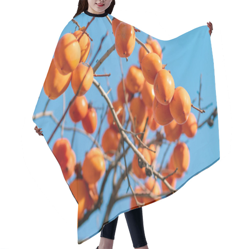 Personality  Persimmon Tree With Ripe Orange Fruits In Late Autumn On Blue Sk Hair Cutting Cape