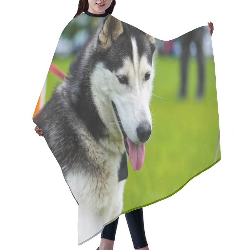 Personality  Adult Cute Dog Hair Cutting Cape