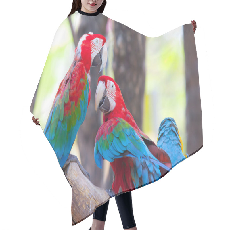 Personality  Beautiful Scarlet Macaw Hair Cutting Cape