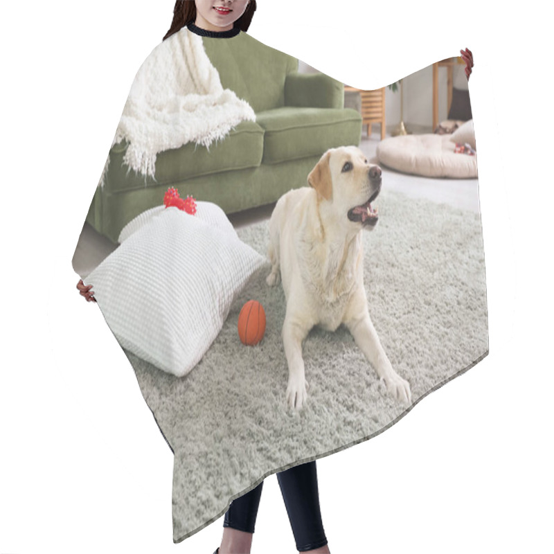 Personality  Cute Labrador Dog Lying On Carpet In Living Room And Playing With Pet Toys Hair Cutting Cape