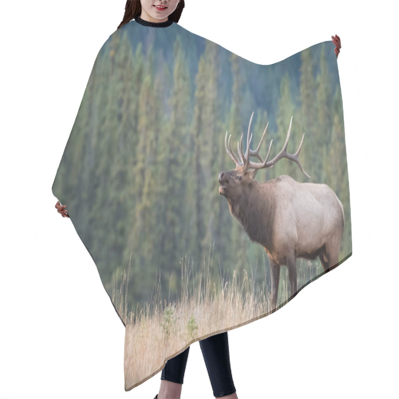 Personality  Elk In Wild, Animal. Nature, Fauna Hair Cutting Cape