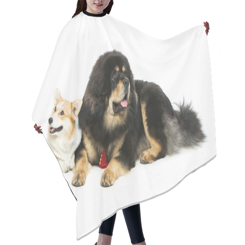 Personality  Corgi And Mastiff Dogs Hair Cutting Cape