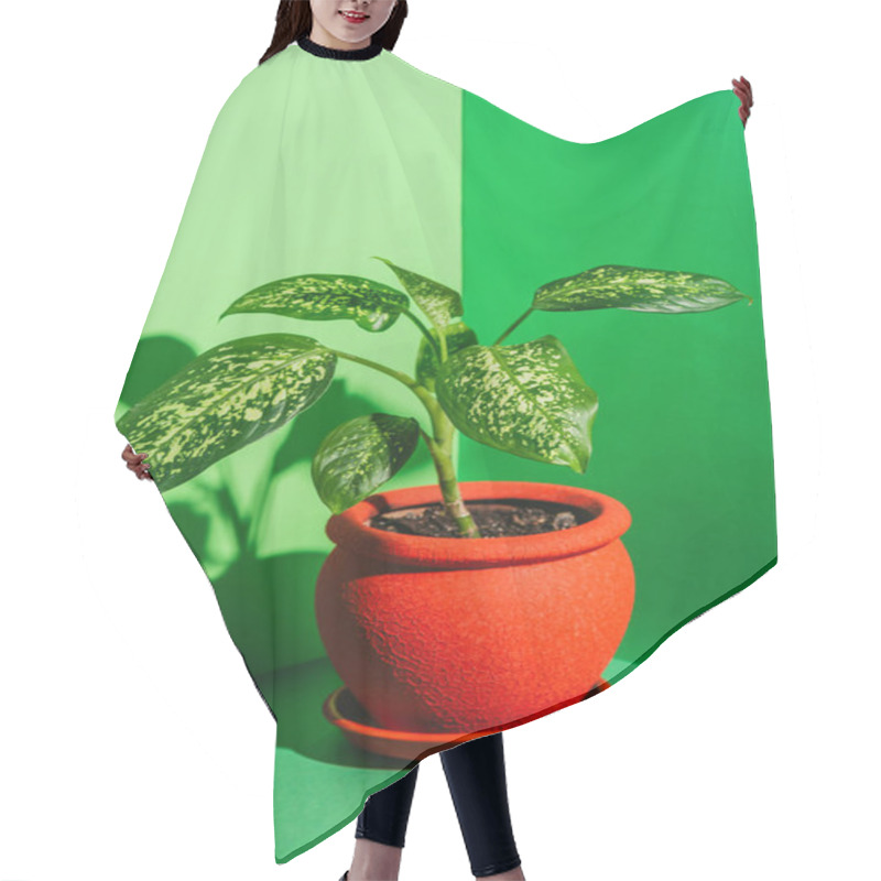 Personality  One Green Houseplant In Red Pot On Green Hair Cutting Cape