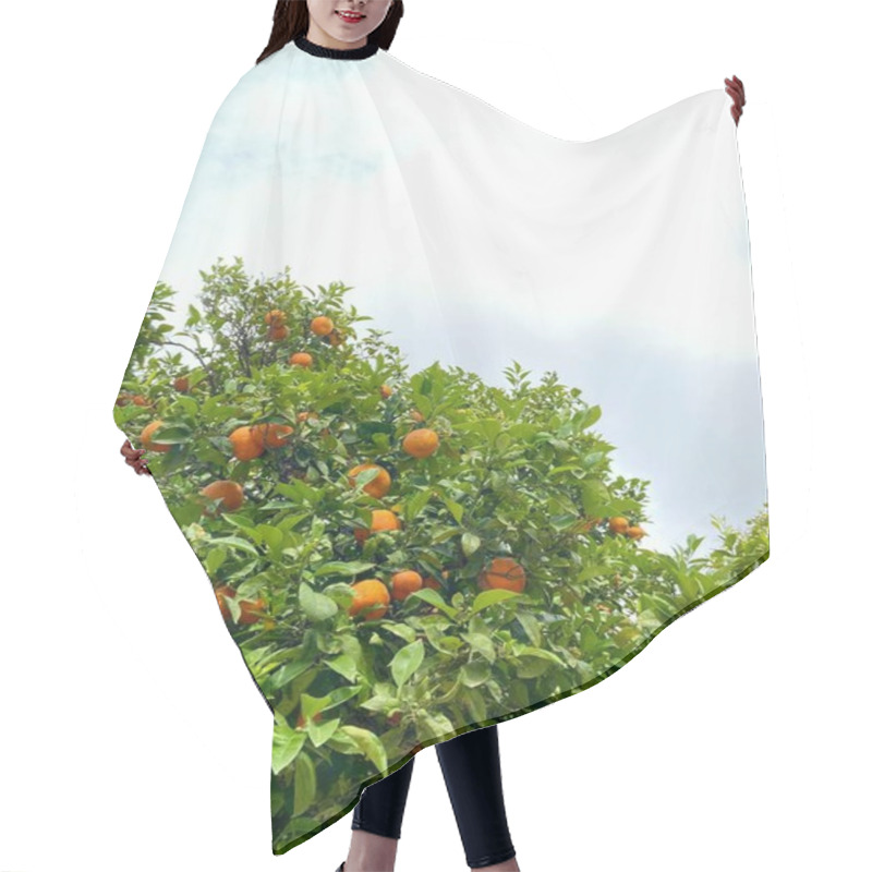 Personality  Orange Tree Full Of Ripe Fruits Against A Bright Cloudy Sky. High Quality Photo Hair Cutting Cape