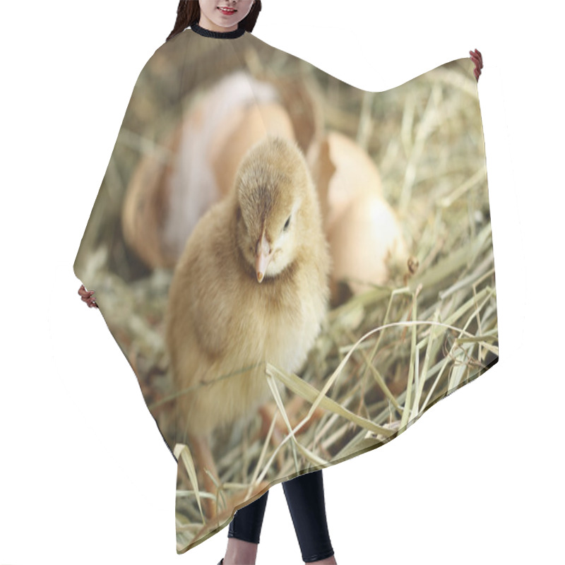 Personality  Brown Orpington Chick On Hay Background Hair Cutting Cape