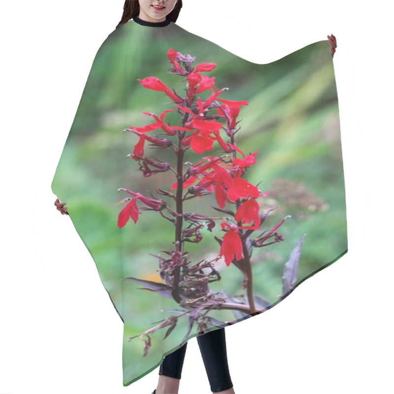 Personality  Upright Cardinal Flower Or Lobelia Cardinalis Perennial Herbaceous Flowering Plants With Dark Lanceolate Leaves And Vibrant Red Flowers Planted In Local Urban Garden Surrounded With Other Plants On Warm Sunny Summer Day Hair Cutting Cape