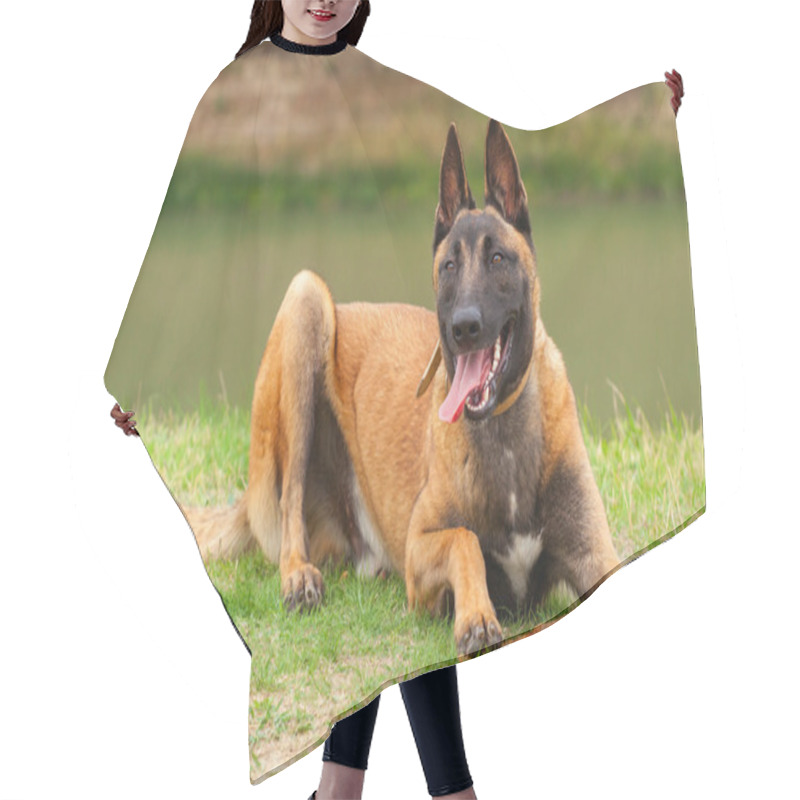 Personality  Belgian Malinois Young Puppy Hair Cutting Cape