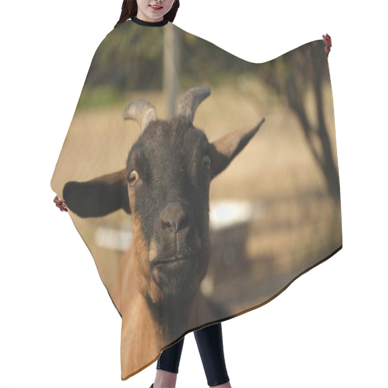 Personality  A Close Up Of A Cameroonian Goat S Face, Focusing On Its Curious Expression And Vibrant Brown And Black Fur. The Animal Is Captured In Soft, Natural Sunlight With A Blurred Farm Background. This Image Hair Cutting Cape