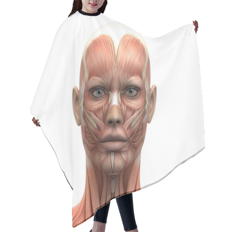 Personality  Female Head Muscles Anatomy - Front View Hair Cutting Cape