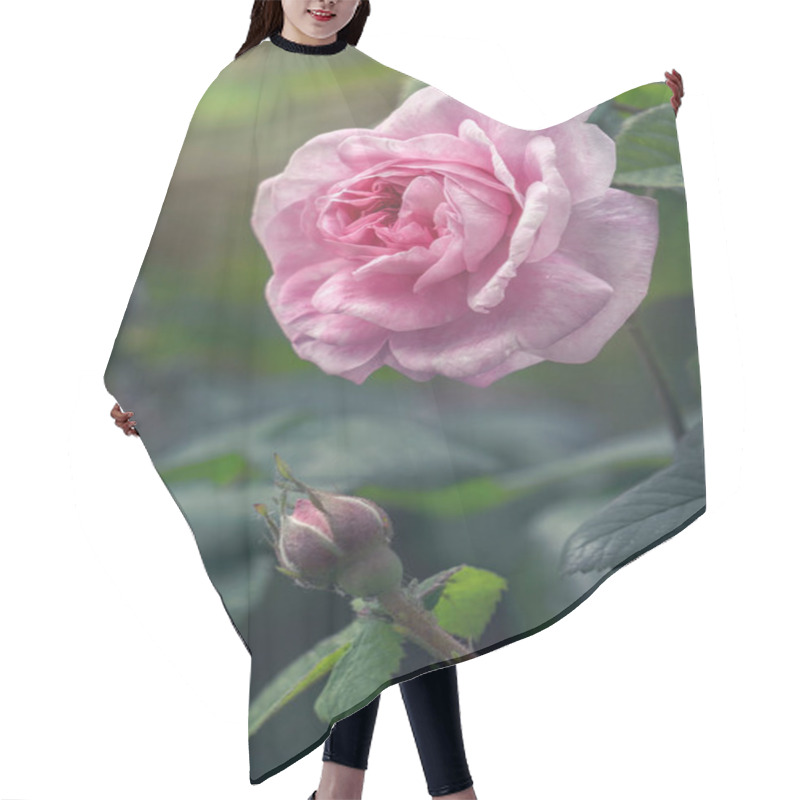 Personality  Delicate Flower Of A Summer English Tea Rose In The Garden Hair Cutting Cape