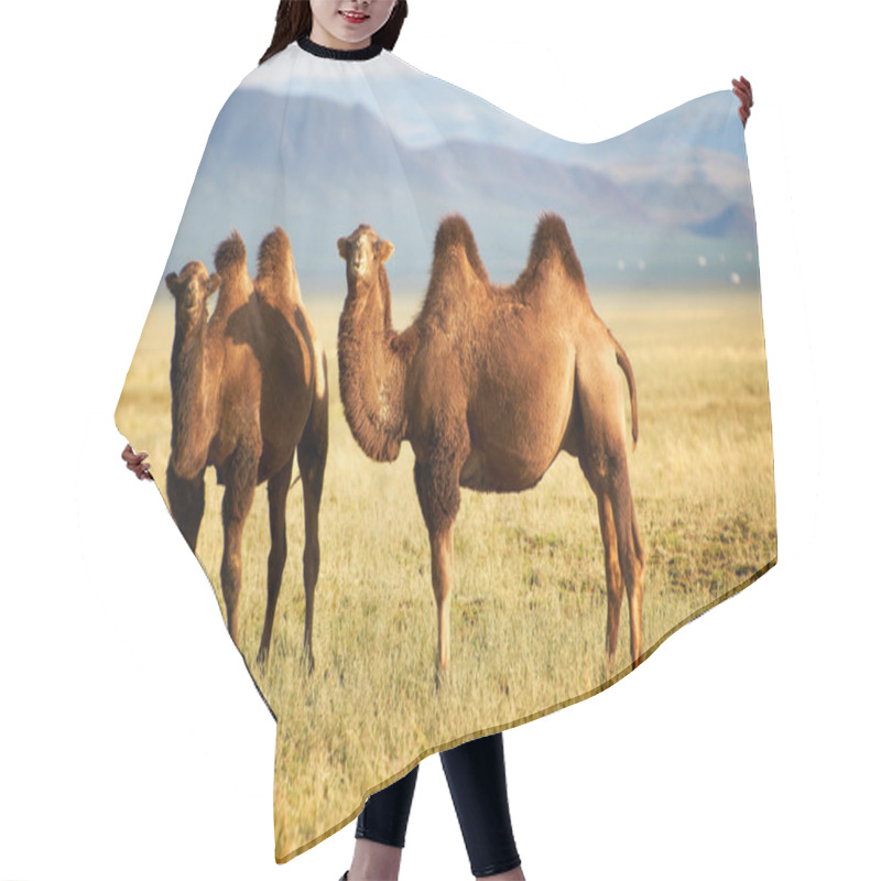 Personality  Two Camel In Mongolia Hair Cutting Cape