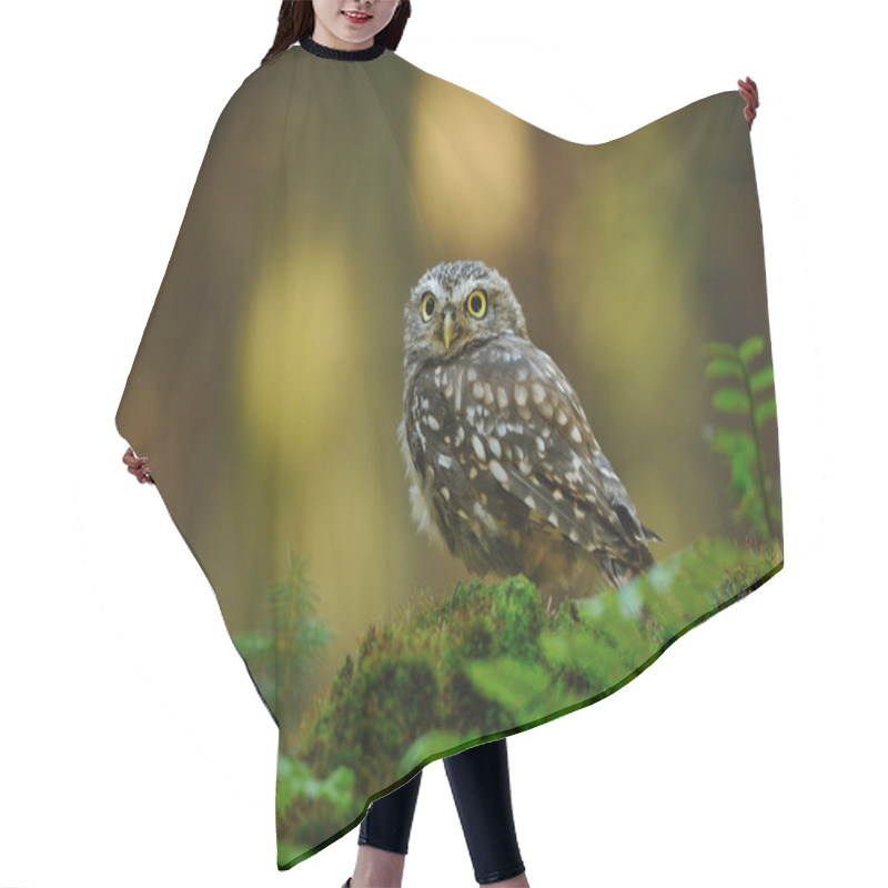 Personality  Little Owl Hair Cutting Cape