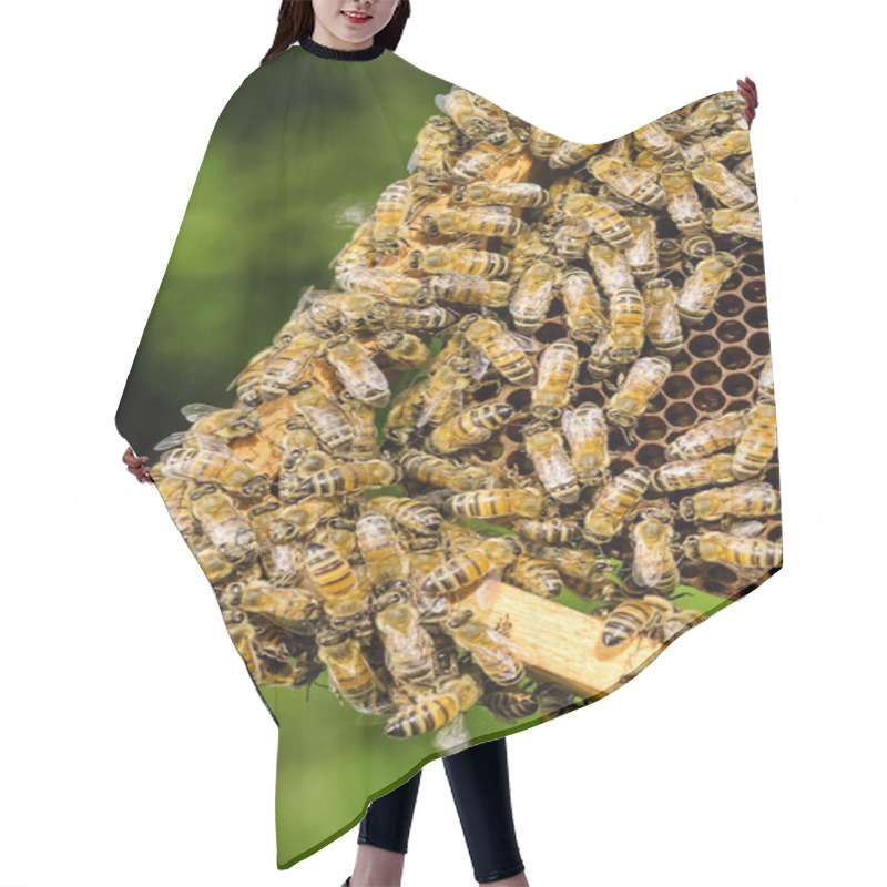 Personality  Bees On Honeycomb In Apiary In The Summertime Hair Cutting Cape