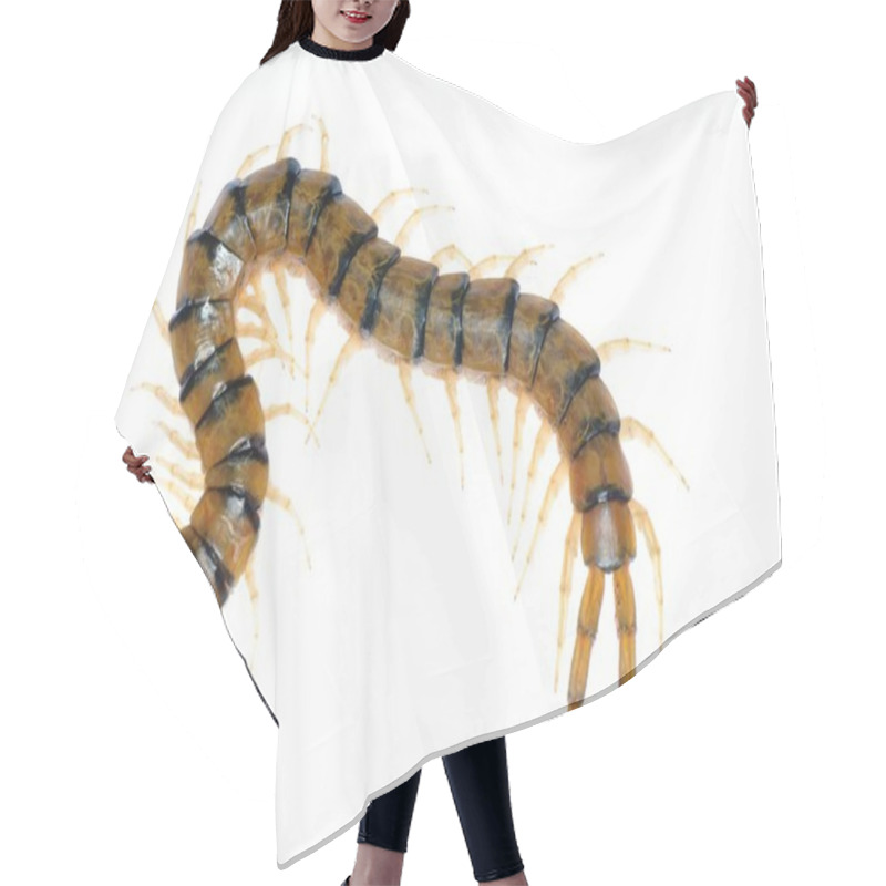 Personality  Poison Centipede Hair Cutting Cape