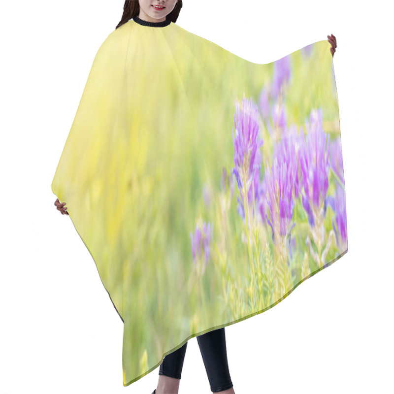 Personality  Panoramic View To Spring Background Art With Violet Blossom. Summer Day, Close Up, Shallow Depths Of The Field. Meadow With Lots Of Violet Summer Flowers In Sunny Day Hair Cutting Cape