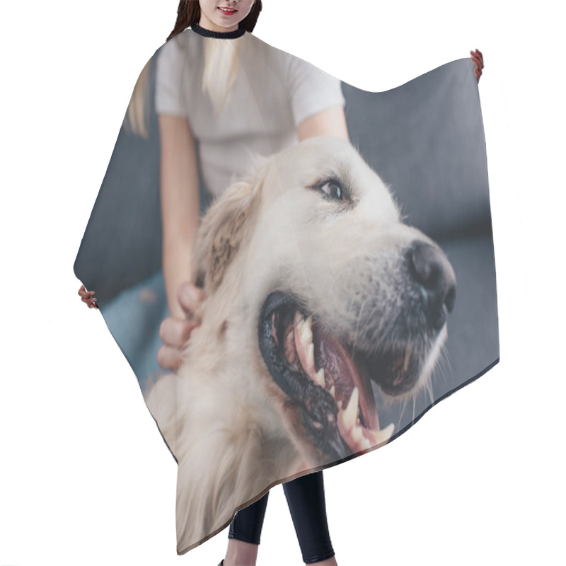 Personality  Cropped View Of Woman Stroking Golden Retriever Dog  Hair Cutting Cape