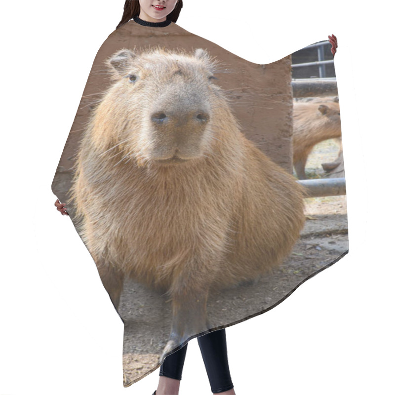 Personality  A Capybara Sitting In A Zoo For Conservation. Capybaras Are Hunted For Their Meat And Pelts. It Is The Largest Living Rodent In The World Native To South America. Hair Cutting Cape