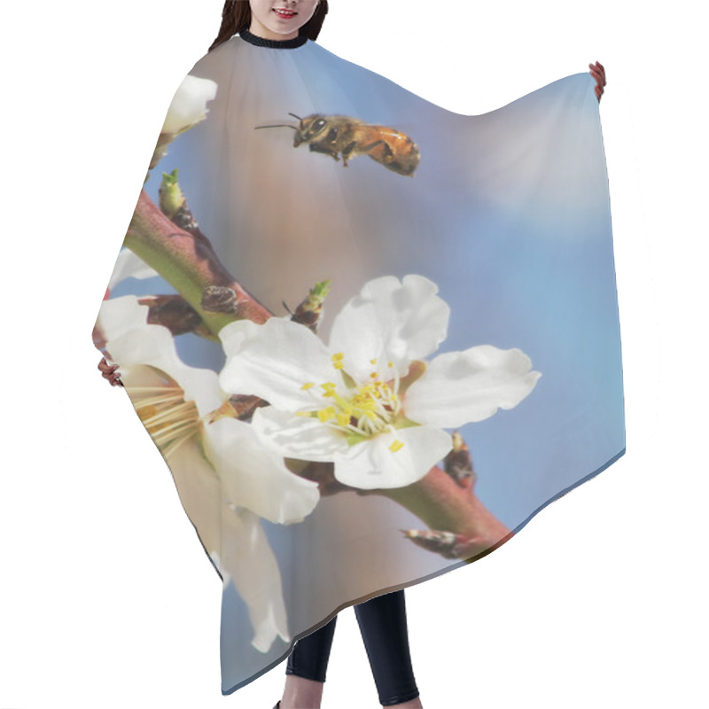 Personality  Bee Flying Over Almond Flowers. Hair Cutting Cape