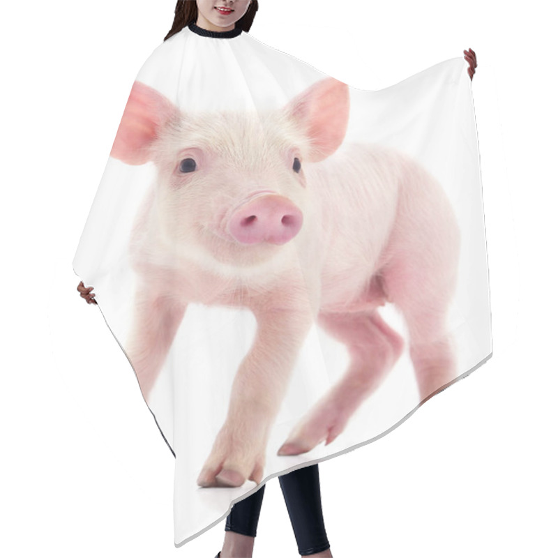 Personality  Small Pink Pig Who Is Isolated On White Background. Hair Cutting Cape