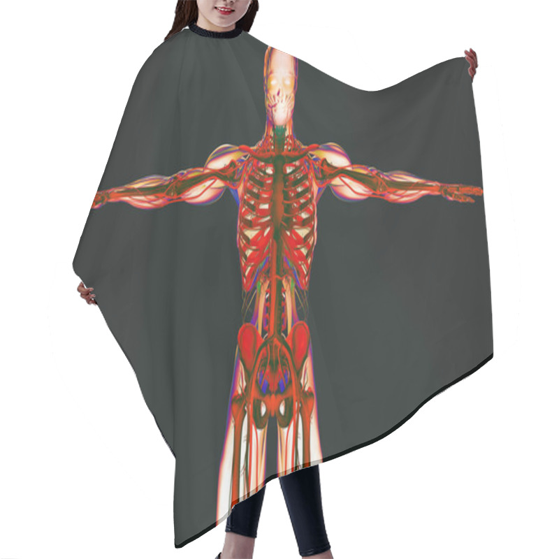 Personality  Human Anatomy Model Hair Cutting Cape