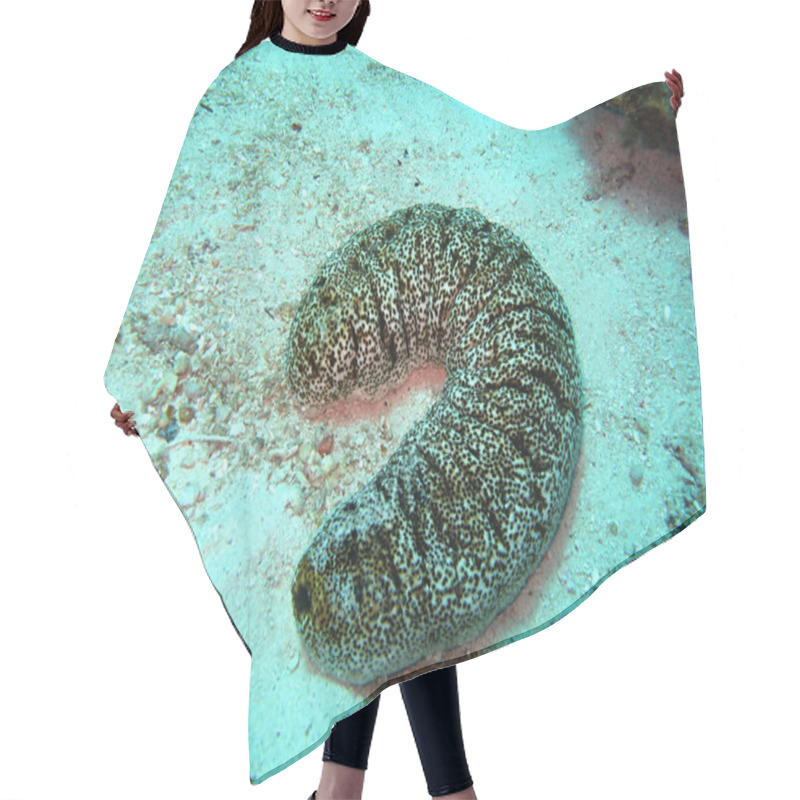 Personality  Sea Cucumber Hair Cutting Cape