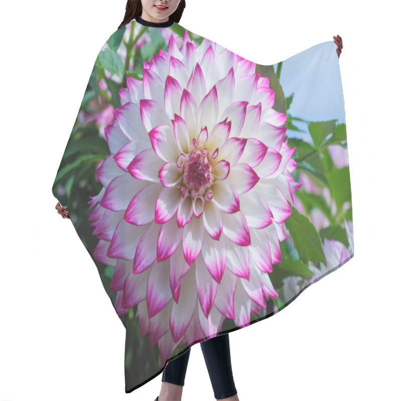 Personality  Dahlia Flower With Beautiful Pink Border. Hair Cutting Cape