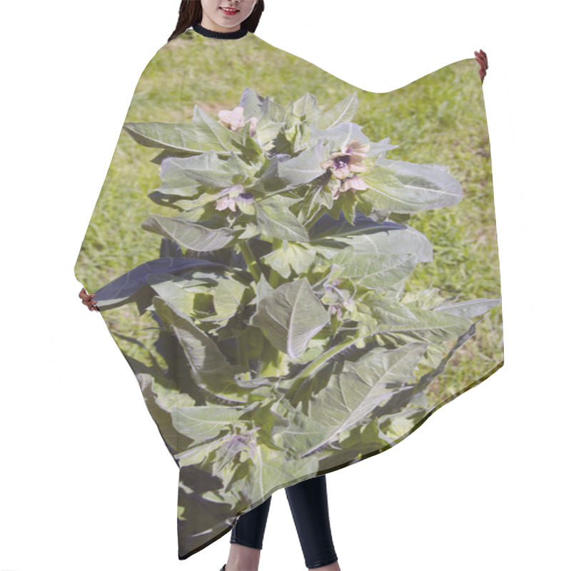 Personality  Henbane Flowers In Rural Summer Garden Hair Cutting Cape