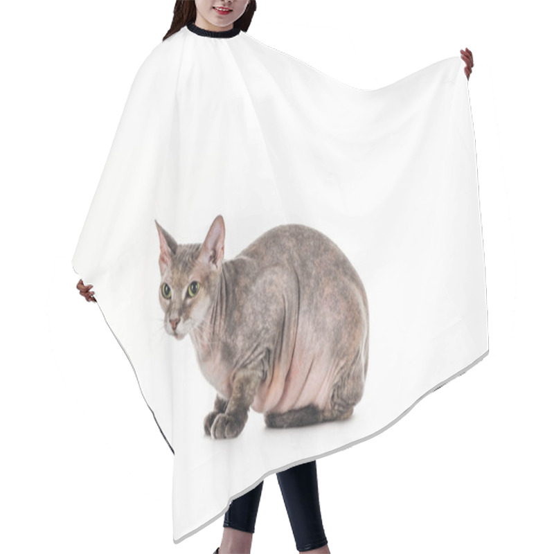 Personality  Side View Of Domestic Grey Sphynx Cat Sitting Isolated On White Hair Cutting Cape