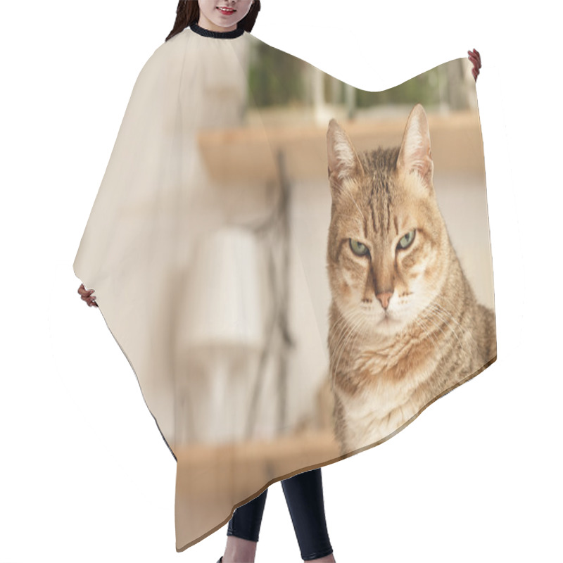 Personality  Angry Cat Hair Cutting Cape