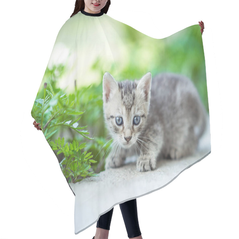 Personality  Baby Kitten Playing In Garden Hair Cutting Cape