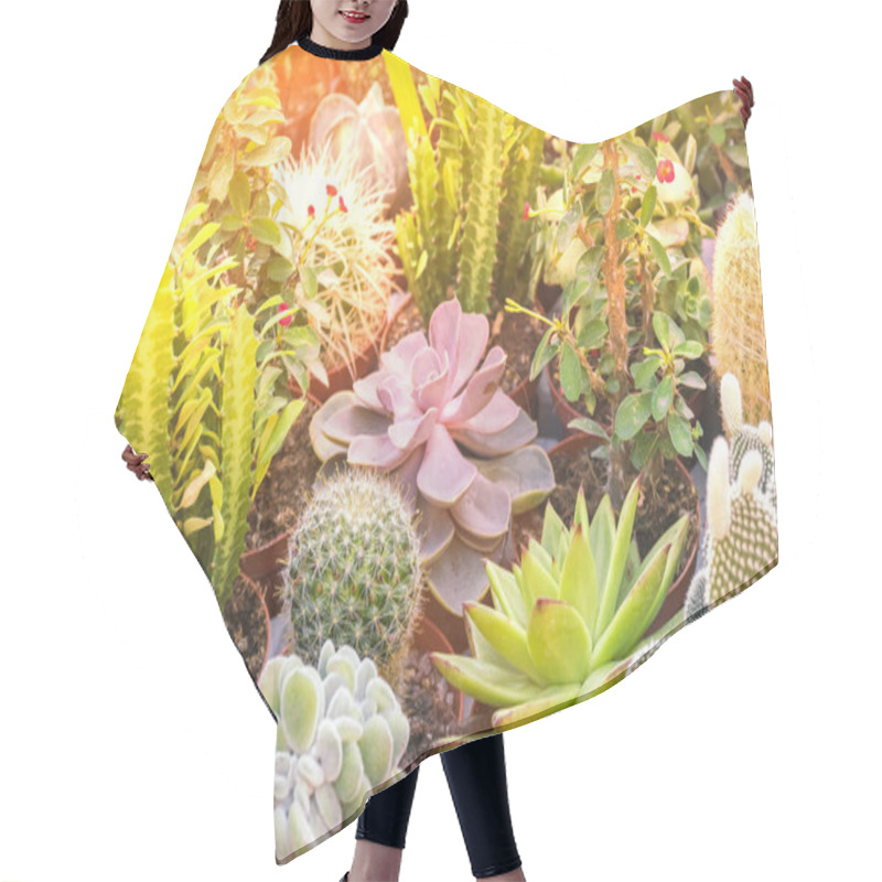 Personality  Cacti In The Sunlight Hair Cutting Cape