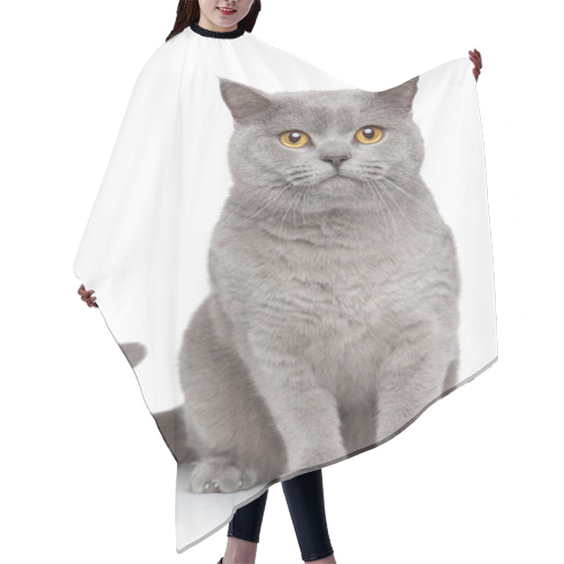 Personality  Portrait Of British Shorthair Cat Hair Cutting Cape