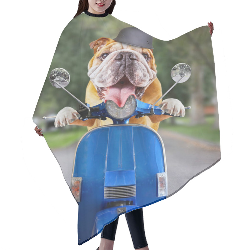 Personality  Bull Dog Riding On A Scooter Down A Residential Urban Street With A Helmet On And His Tongue Out Hair Cutting Cape