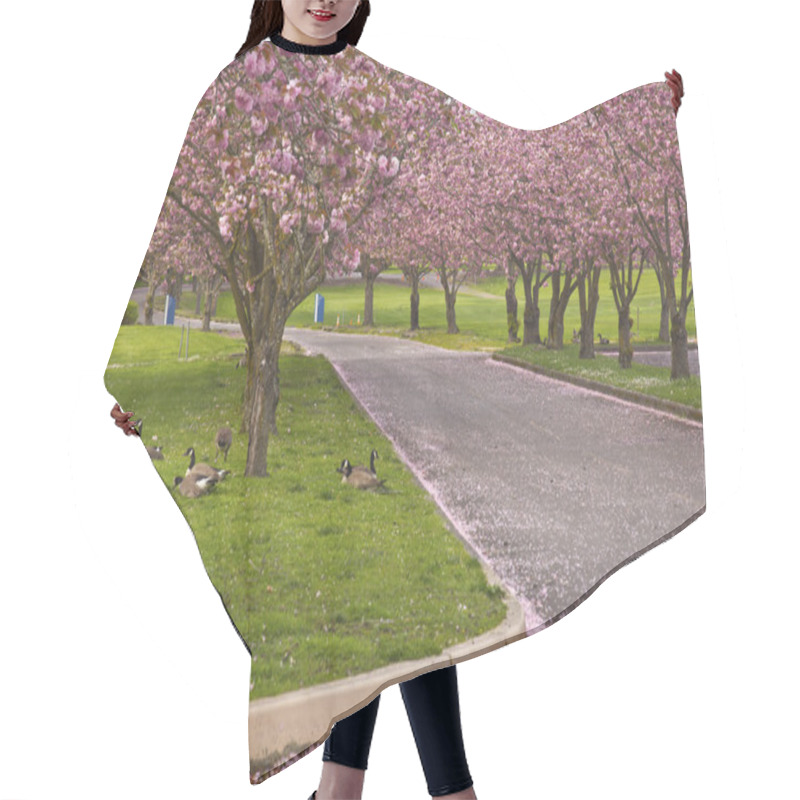 Personality  Spring Blooms Pink Row Trees In A Park. Hair Cutting Cape