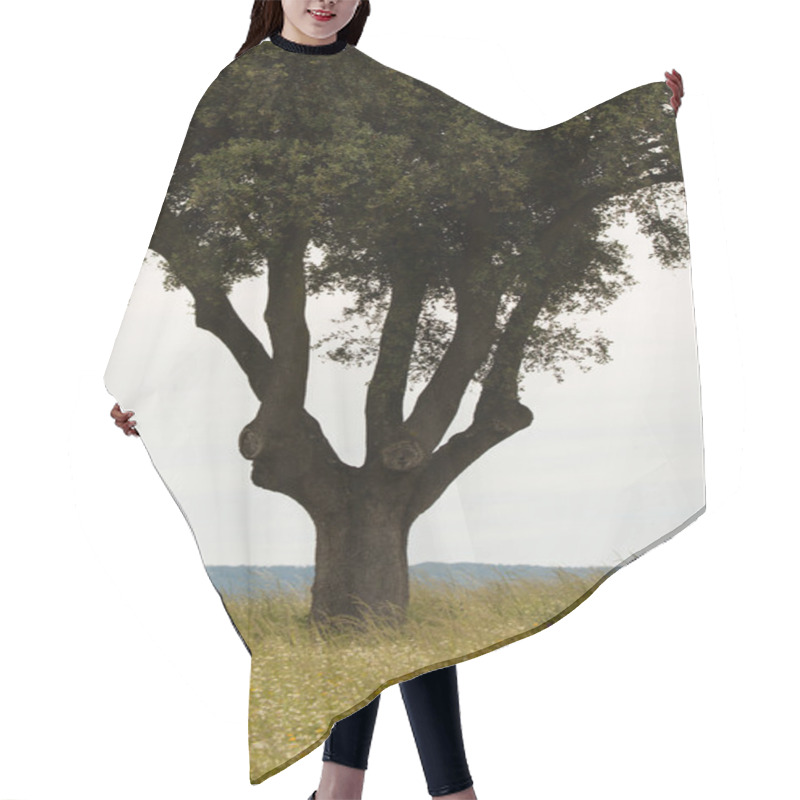 Personality  Lonely Tree In Field Hair Cutting Cape