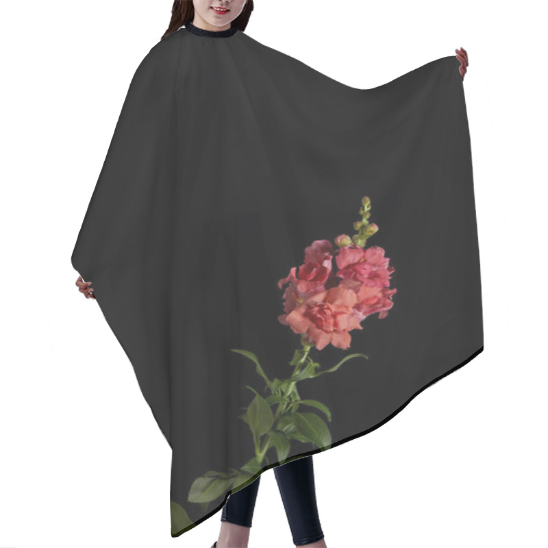 Personality  Beautiful Decorative Blooming Pink Gladiolus With Buds Isolated On Black Hair Cutting Cape