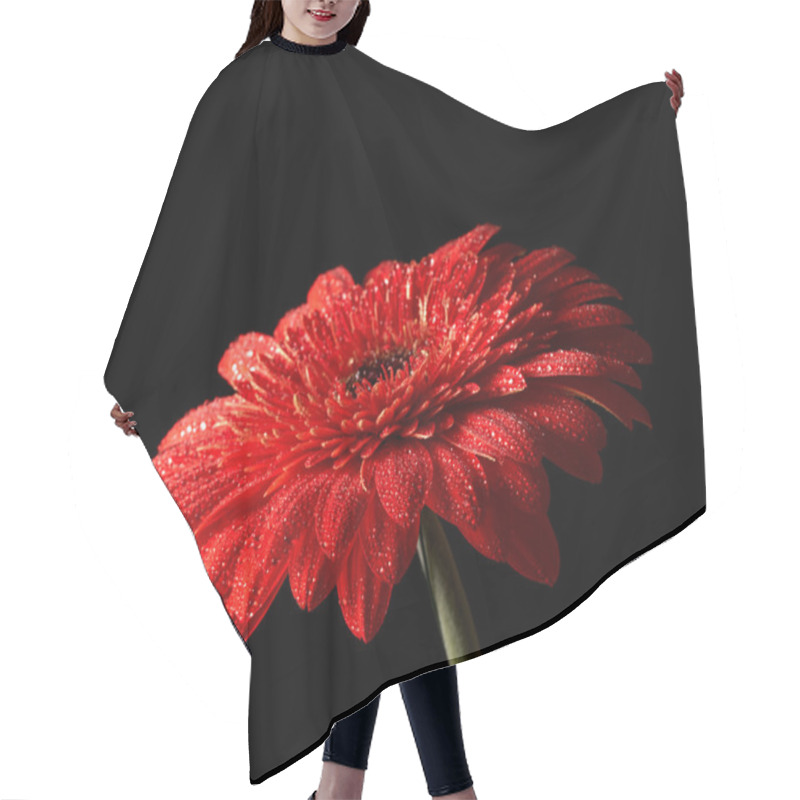 Personality  Red Daisy-gerbera On Black Background Hair Cutting Cape