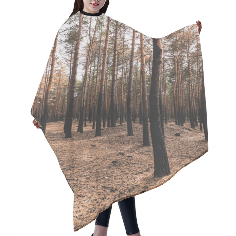 Personality  Ground And Tall Trees In Summer Forest  Hair Cutting Cape