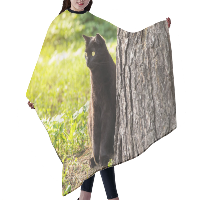 Personality  Bombay Black Cat Outdoors In Green Grass In Nature In Spring Forest Hair Cutting Cape