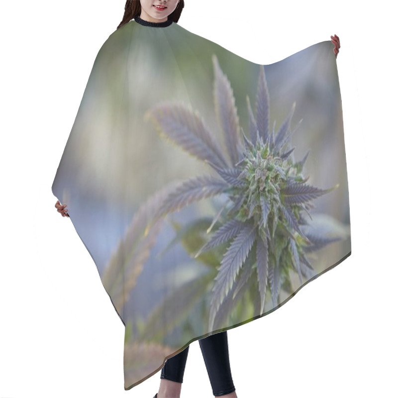 Personality  Closeup Shot Of A Marijuana Plant On Blurred Background Hair Cutting Cape