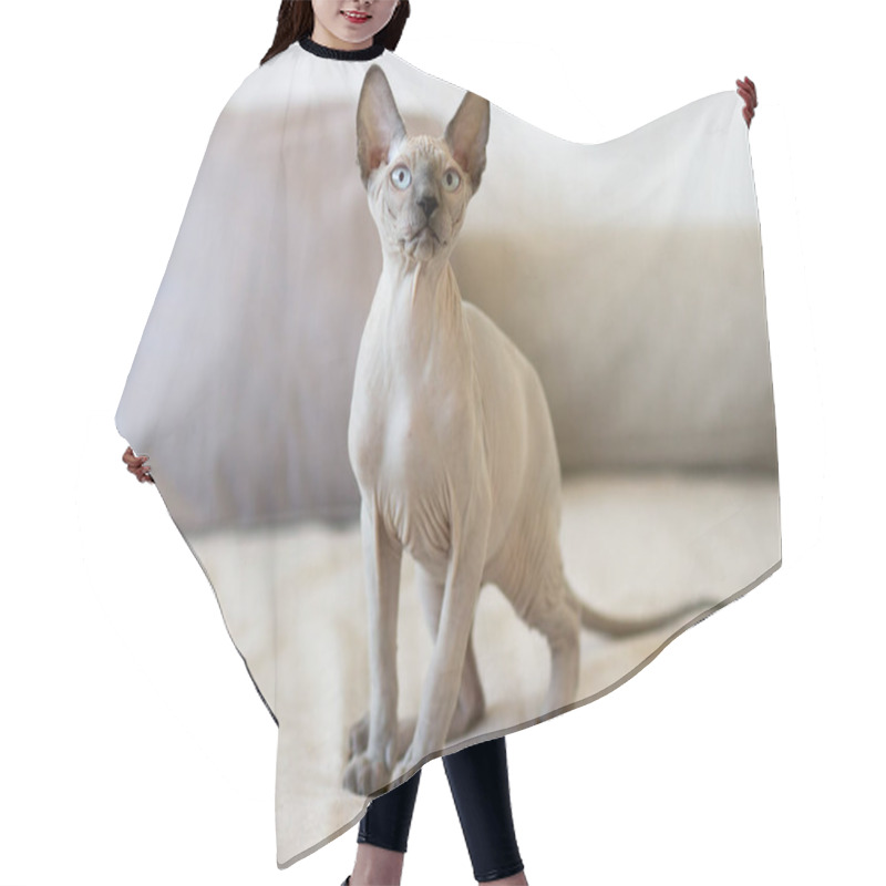 Personality  Sphynx Cat Is In Interesting Position In His House. Hair Cutting Cape