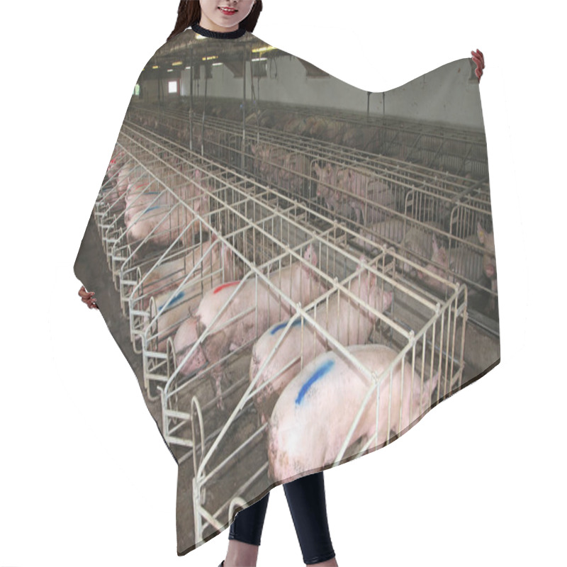 Personality  Pig Sows Lay In A Metal Cage At An Industrial Animal Farm Hair Cutting Cape