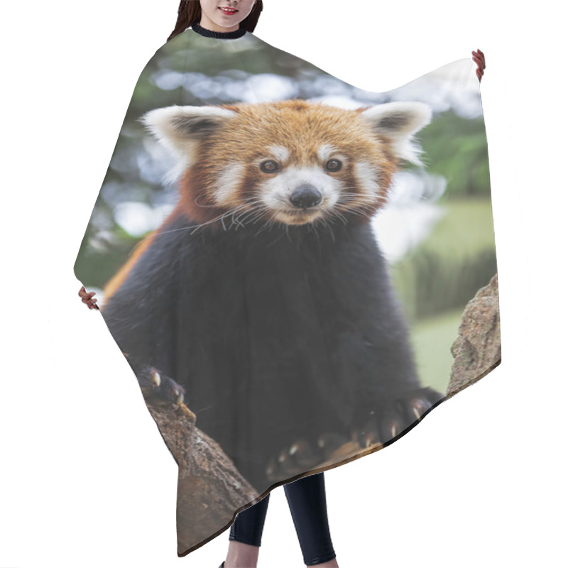 Personality  Red Panda Hair Cutting Cape