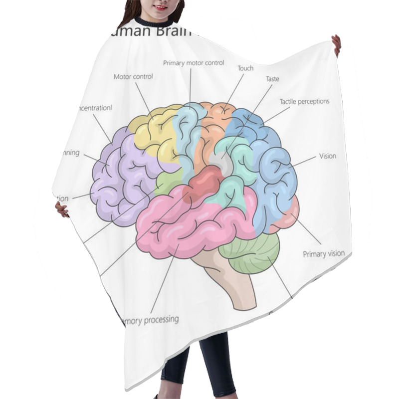 Personality  Functional Areas Of The Human Brain, Including Motor Control, Vision, Speech, Memory Processing, And Emotion Diagram Hand Drawn Schematic Vector Illustration. Medical Science Educational Illustration Hair Cutting Cape