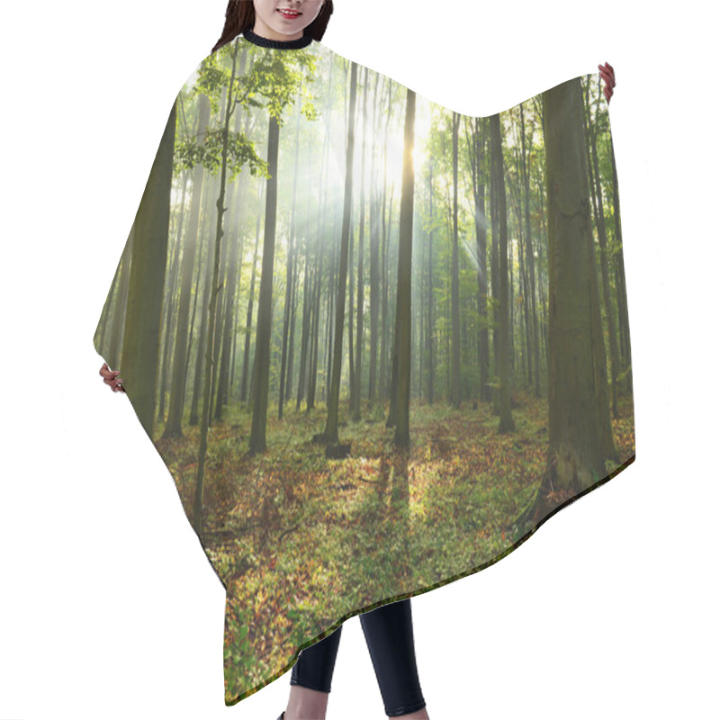 Personality  Beautiful Morning Sunbeams In Misty Forest Hair Cutting Cape