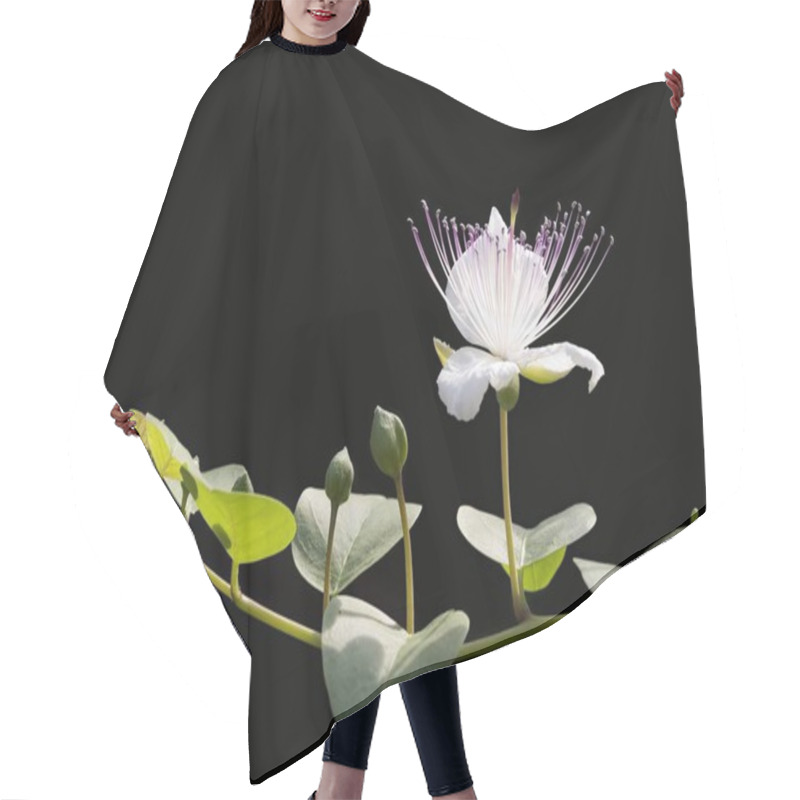 Personality  Water Lily Flowers Petals, Pond Flora Hair Cutting Cape