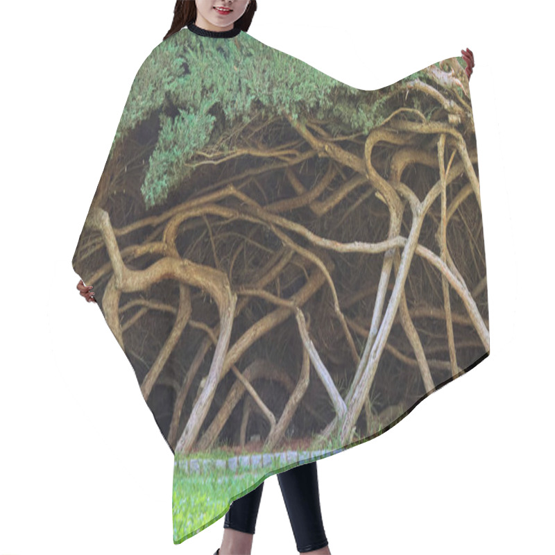 Personality  Intertwined Tree Trunks In The Forest. Hair Cutting Cape